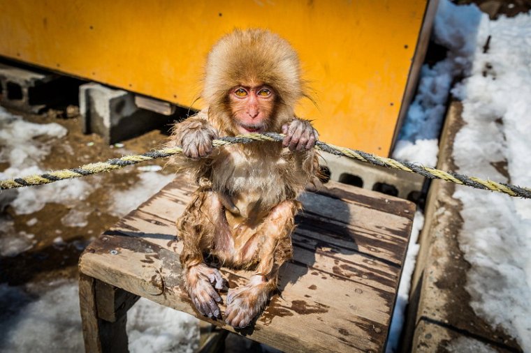 27 Jigokudani Snow Monkey Park.jpg